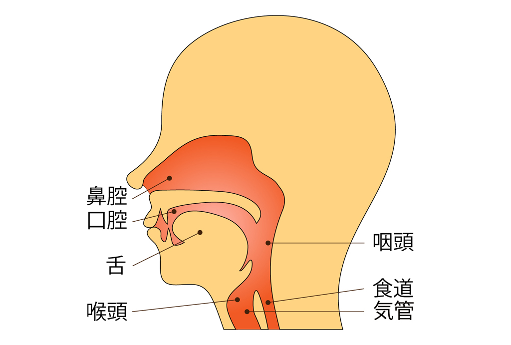 鼻 呼吸 コロナ